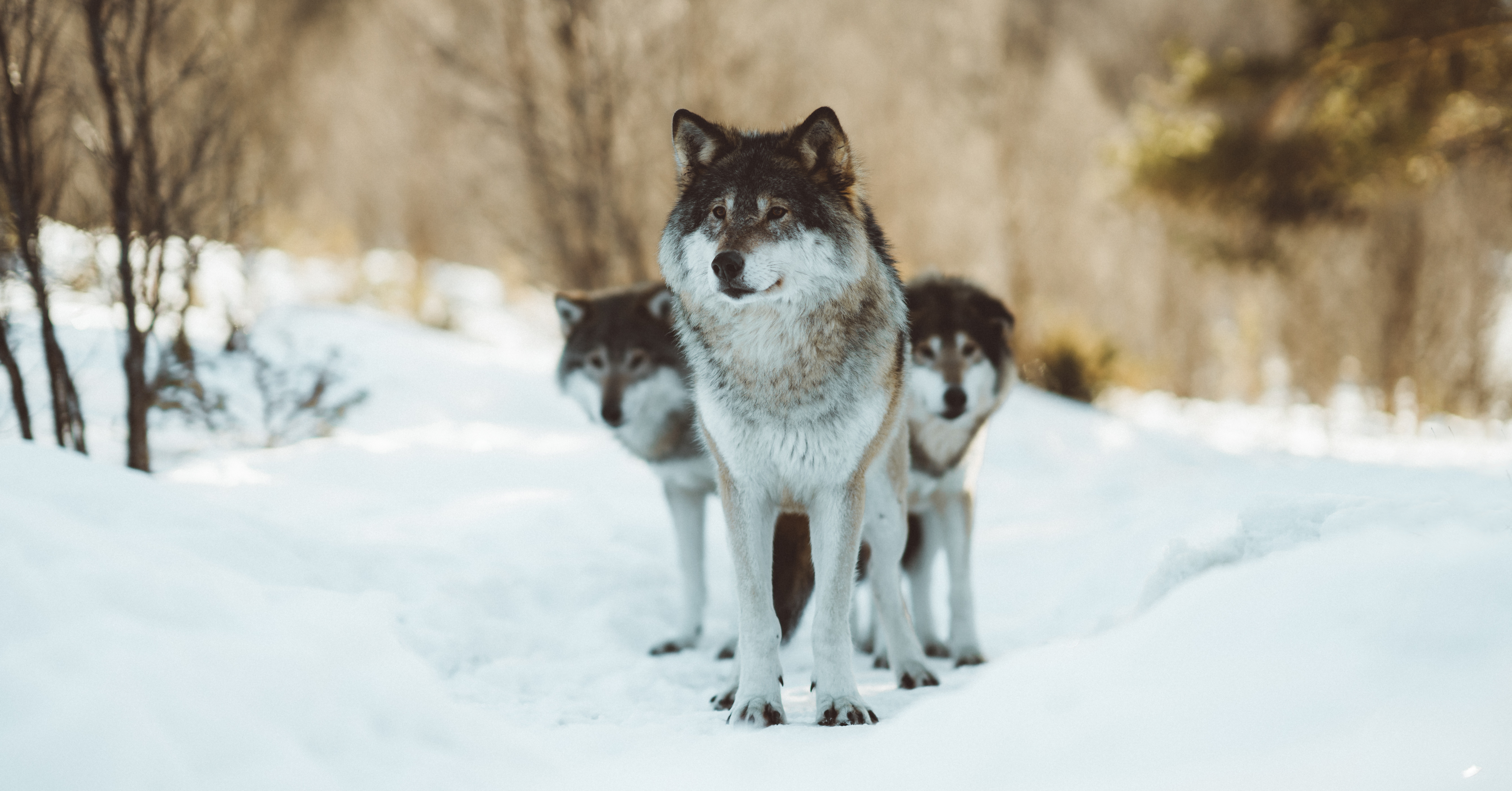 white_and_black_wolf_on_snow_covered_ground-scopio-a507456d-9a9b-4a1b-bb37-cb088ad90167